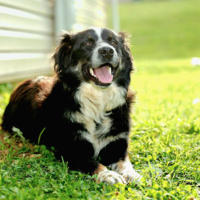 Creating Safe, Sanitary Backyards with Dog Waste Removal Thumbnail