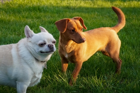 Is Dog Waste Removal in Glen Allen, VA the Secret to a Cleaner and Healthier Yard?