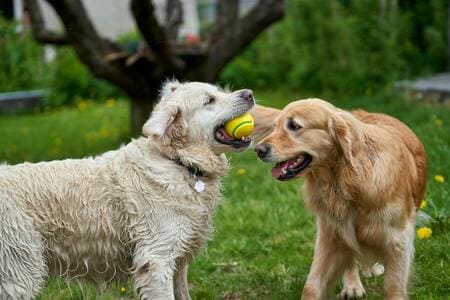 Looking for the Best Dog Waste Removal in Mechanicsville, VA? Here’s Why White Glove Scoopers Is the Top Choice