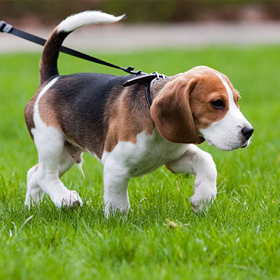Training Your Dog Where To Go Thumbnail