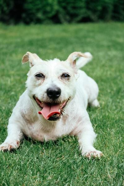 Tired of Cleaning Up After Your Dog in Ashland, VA? Thumbnail