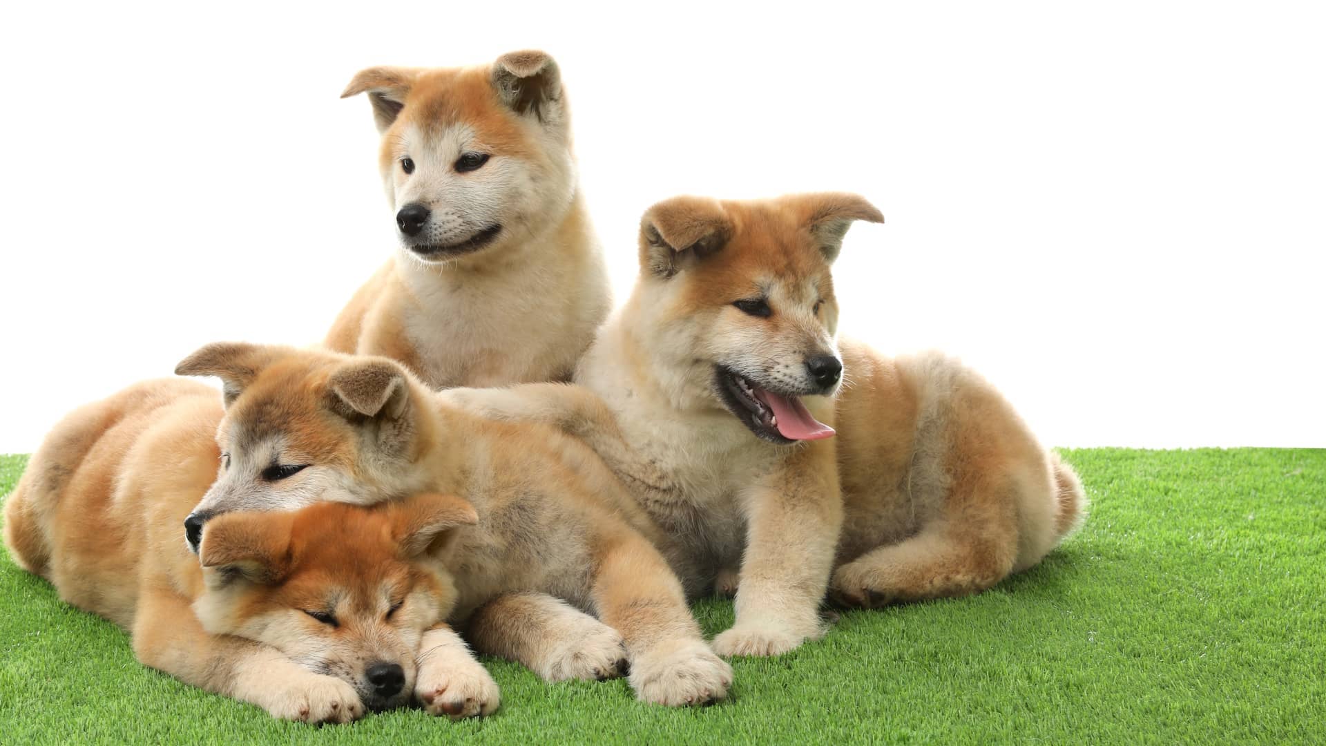 Second Banner Image